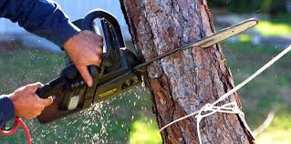 Best Storm Damage Tree Cleanup  in Smithsburg, MD