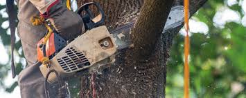 Best Tree Disease Treatment  in Smithsburg, MD