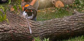 Best Commercial Tree Services  in Smithsburg, MD