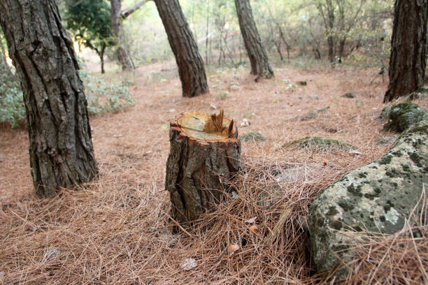 Best Hazardous Tree Removal  in Smithsburg, MD