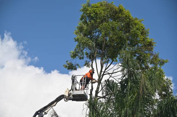How Our Tree Care Process Works  in  Smithsburg, MD